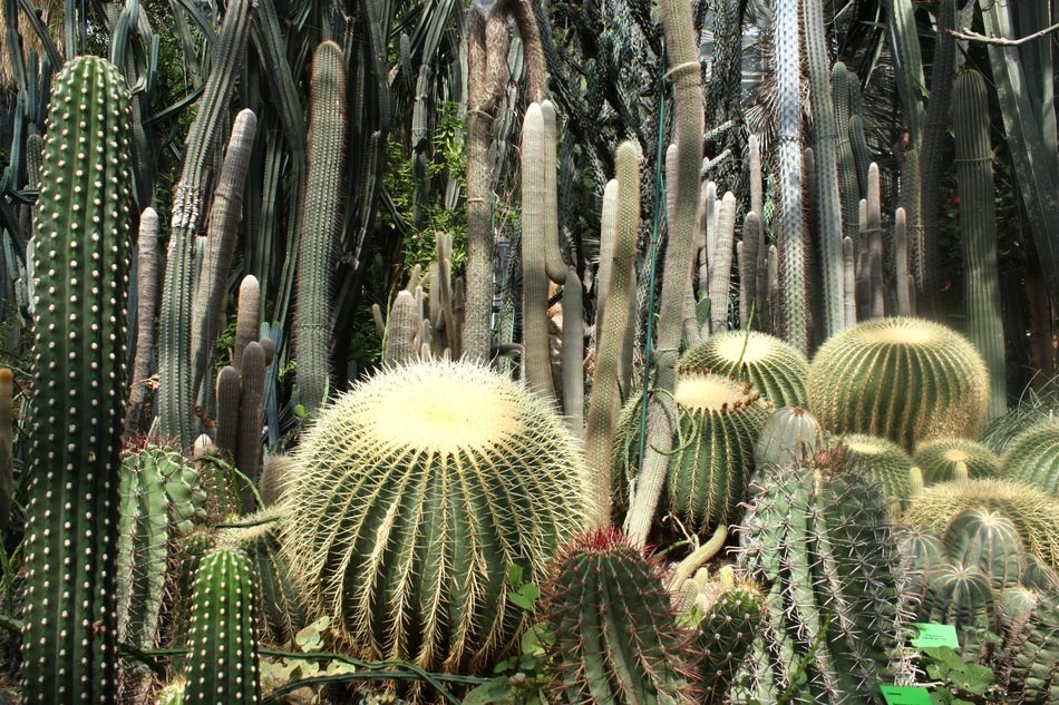 cactus desert chase