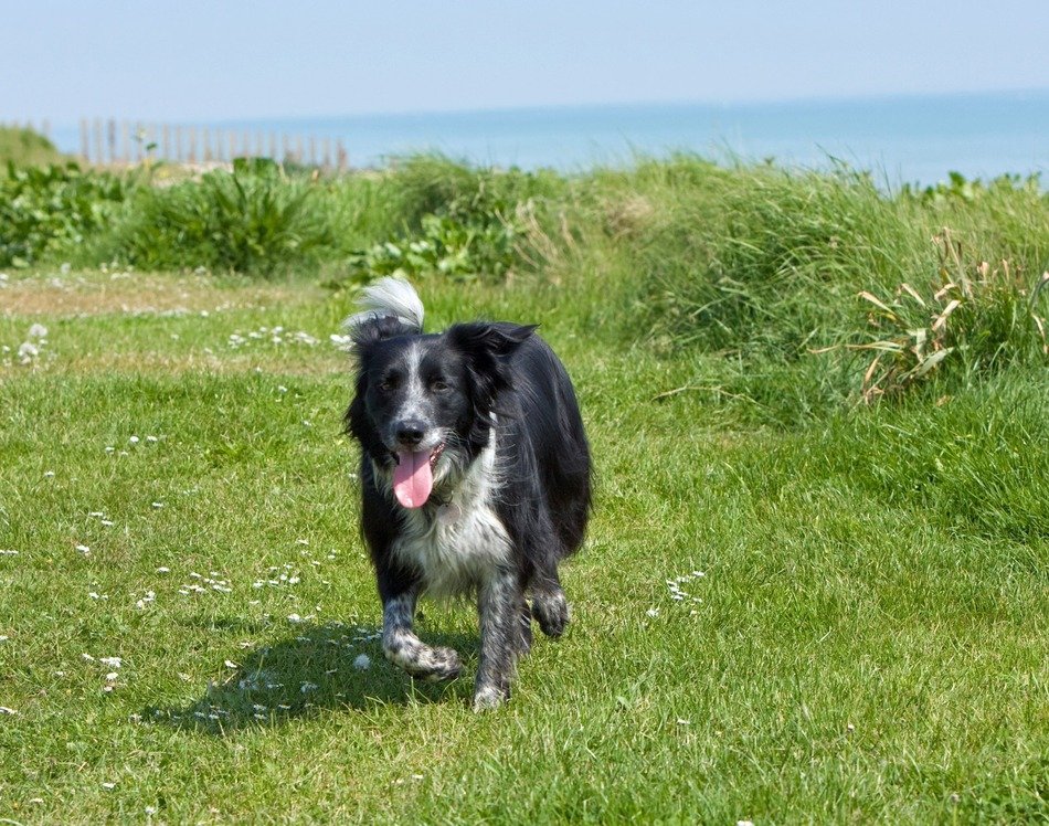 most beautiful collie dog