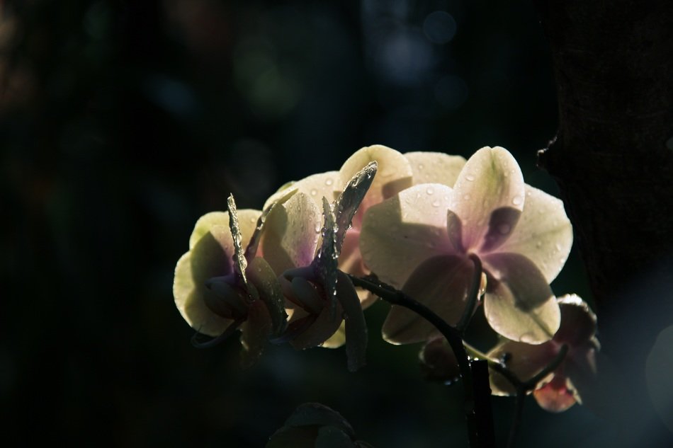 white orchid at night