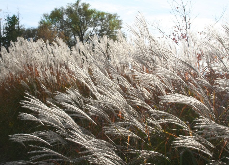 thickets of erianthus grass in the pampas