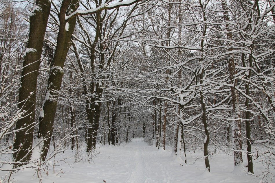 winter forest with snow