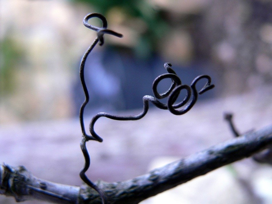 close-up curly tendrils of vines