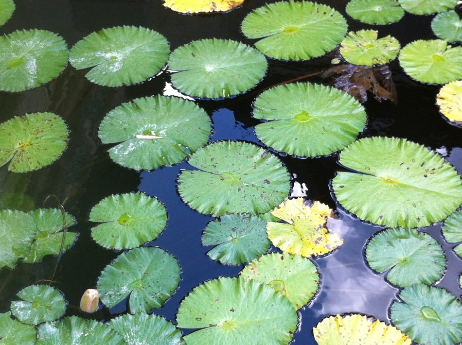 green leaves of water lily on the pond