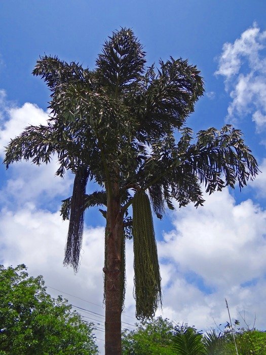stunning fishtail palm