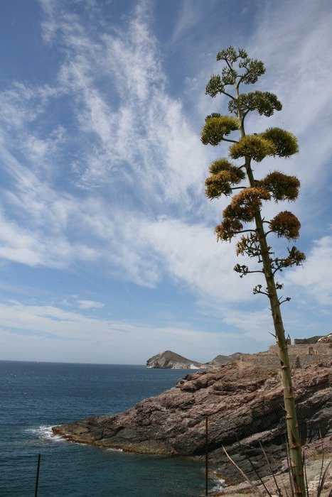 big agave on the coast of spain