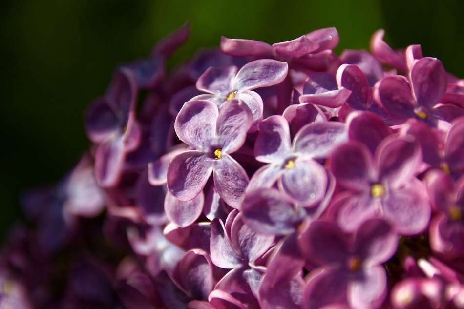 lilac tree blossom