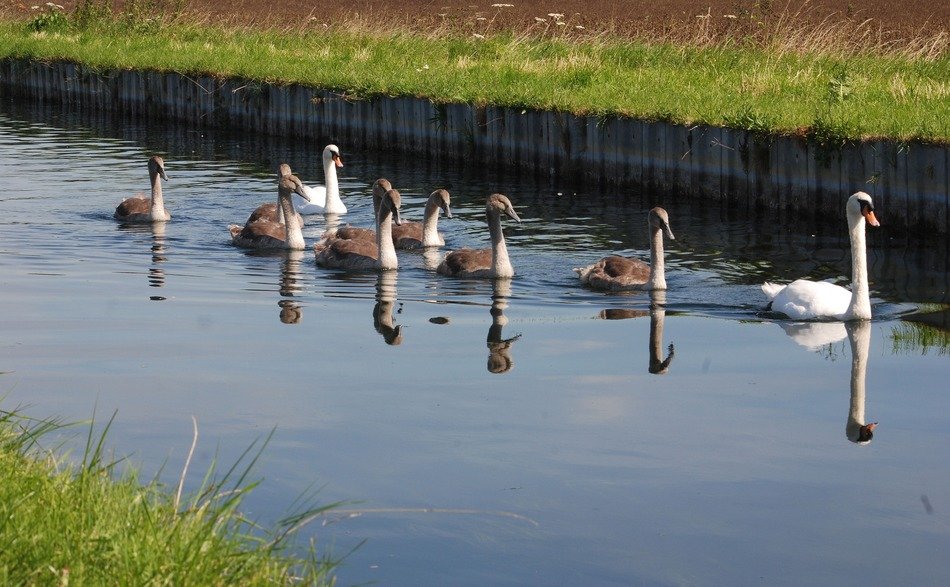 swans reflection in the water
