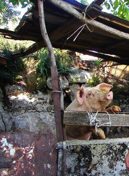 domestic Piggy in the mountain village