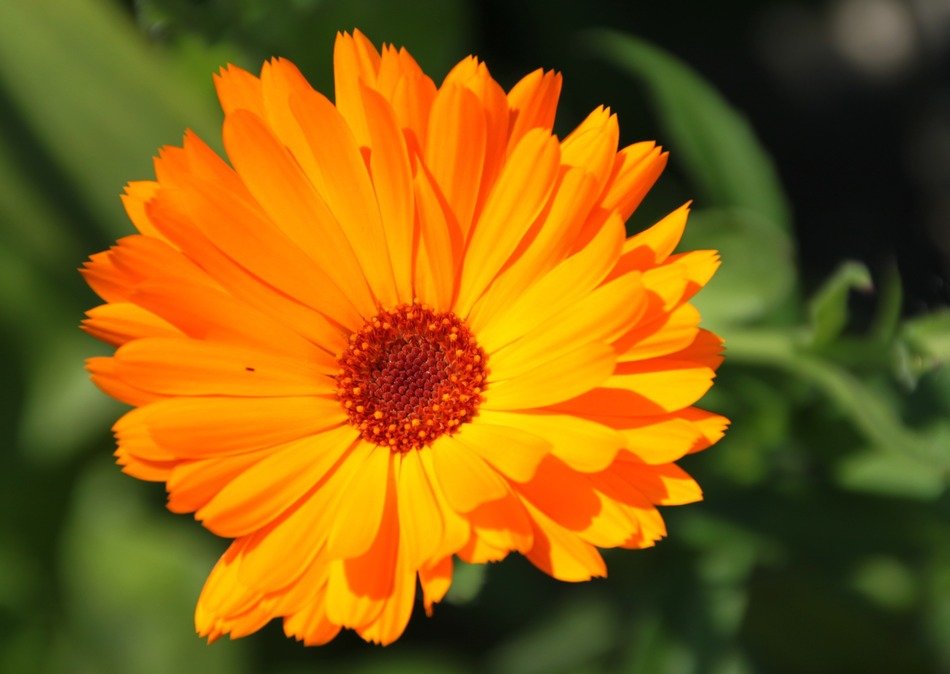 orange daisy in the garden
