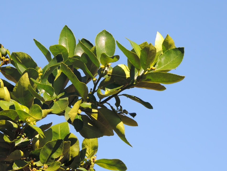 green branch of lemon tree against the blue sky