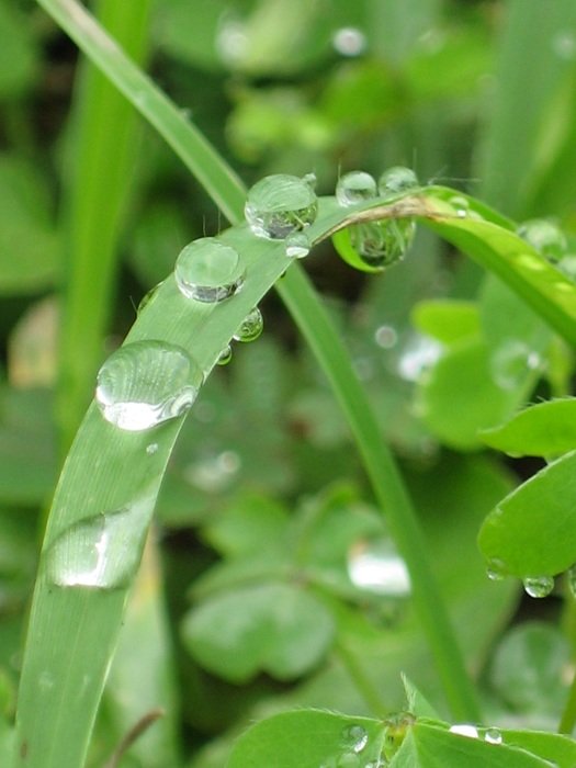round drops of water on the grass in Thailand