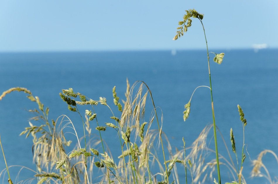 landscape of grass tops at the background of blue sea