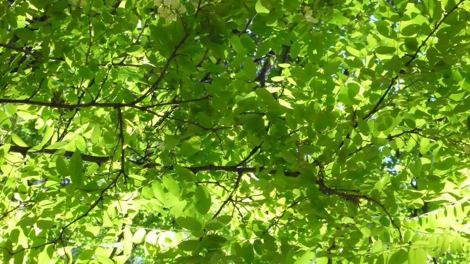 green leaf lights