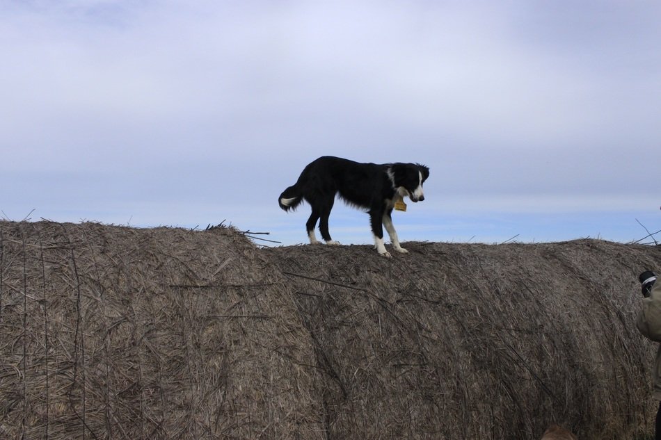 dog on the farm