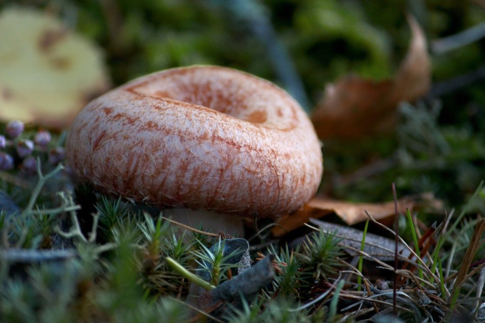 woolly milkcap mushroom