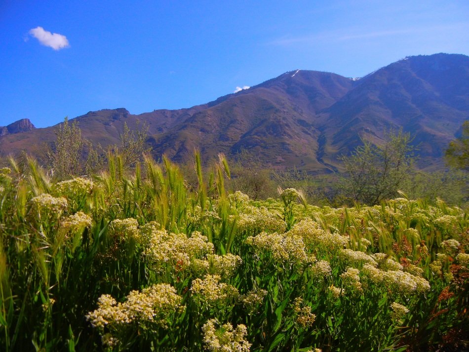 mountain flowers near the mountains on landscape