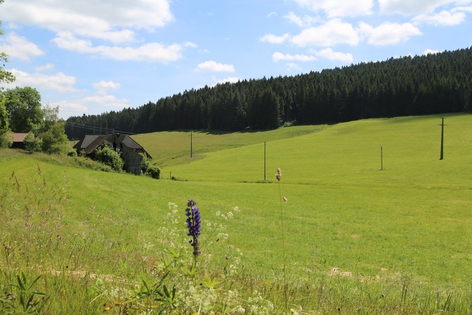 meadow by the coniferous forest