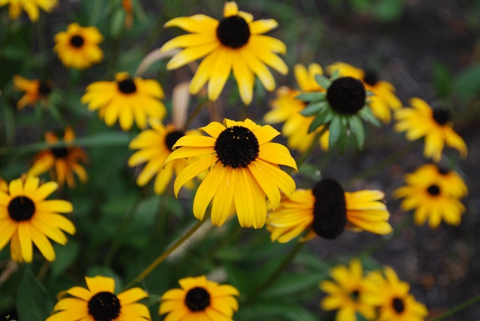 black eyed susan flowers in the summer garden