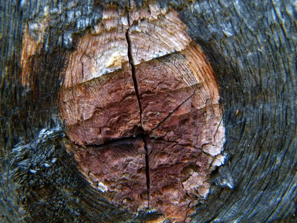 tree rings and cracks on cut knot