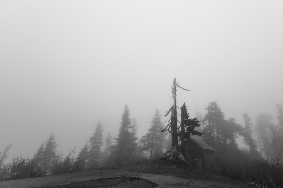 photo of foggy forest on the hill
