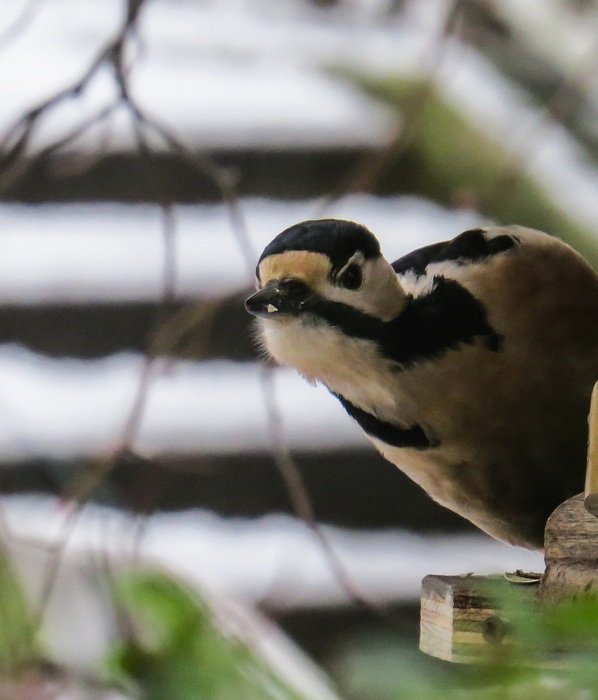 woodpecker in attention