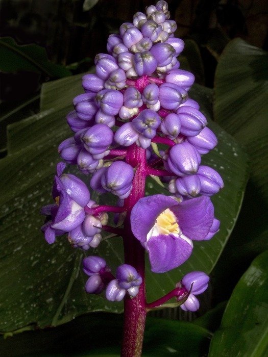 dichorisandra