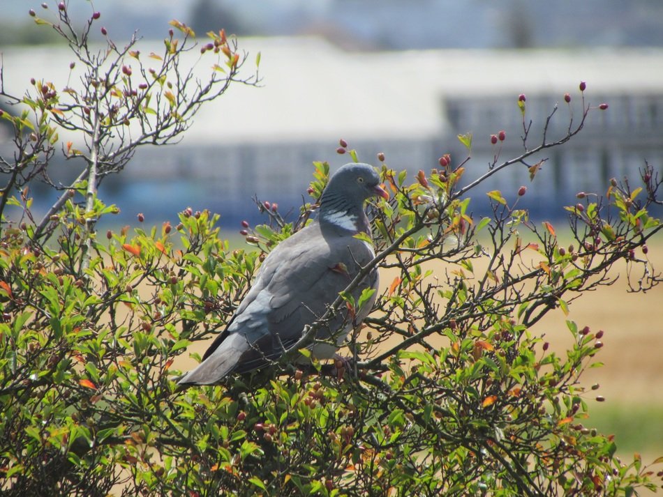 pidgeon bird perched animal