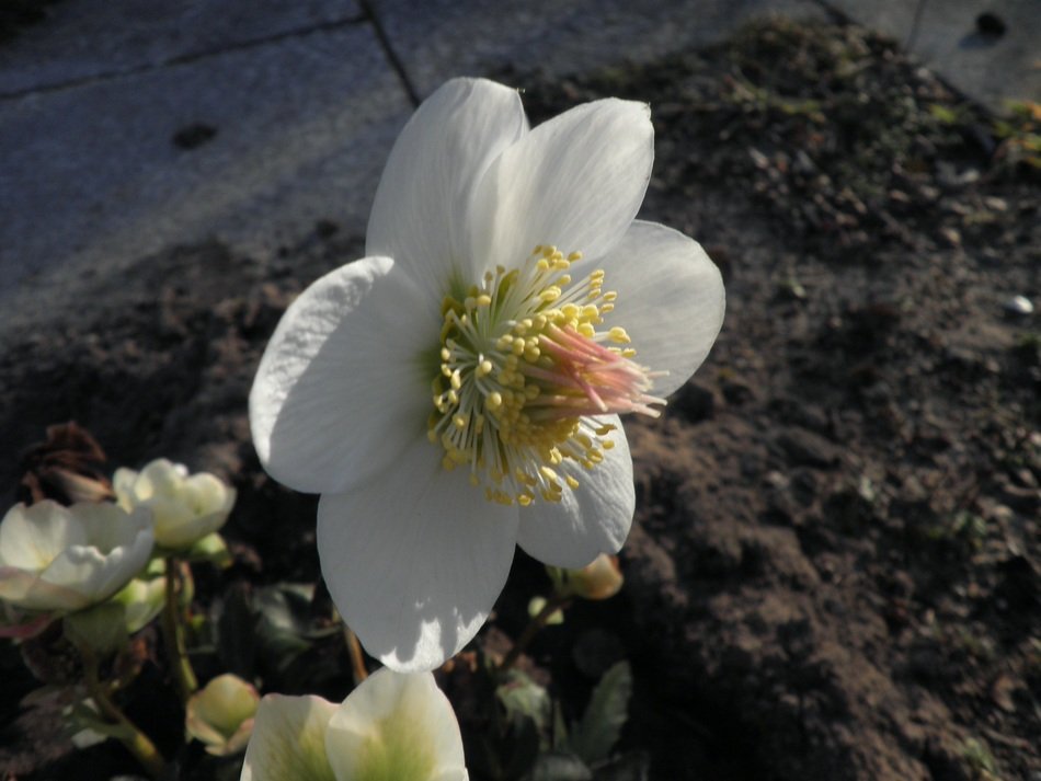 Christmas rose in the garden
