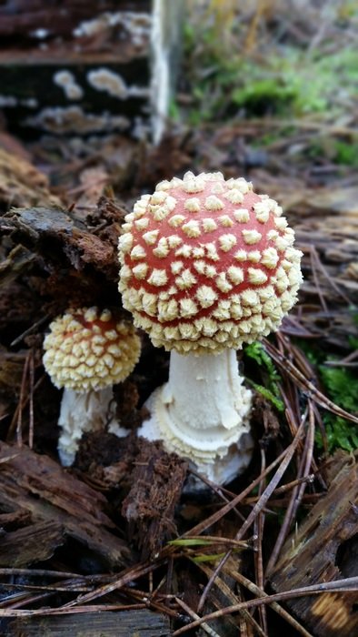 two toxic fungi among dry foliage