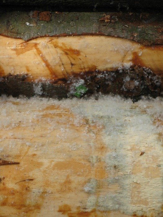 tree in the moss close up