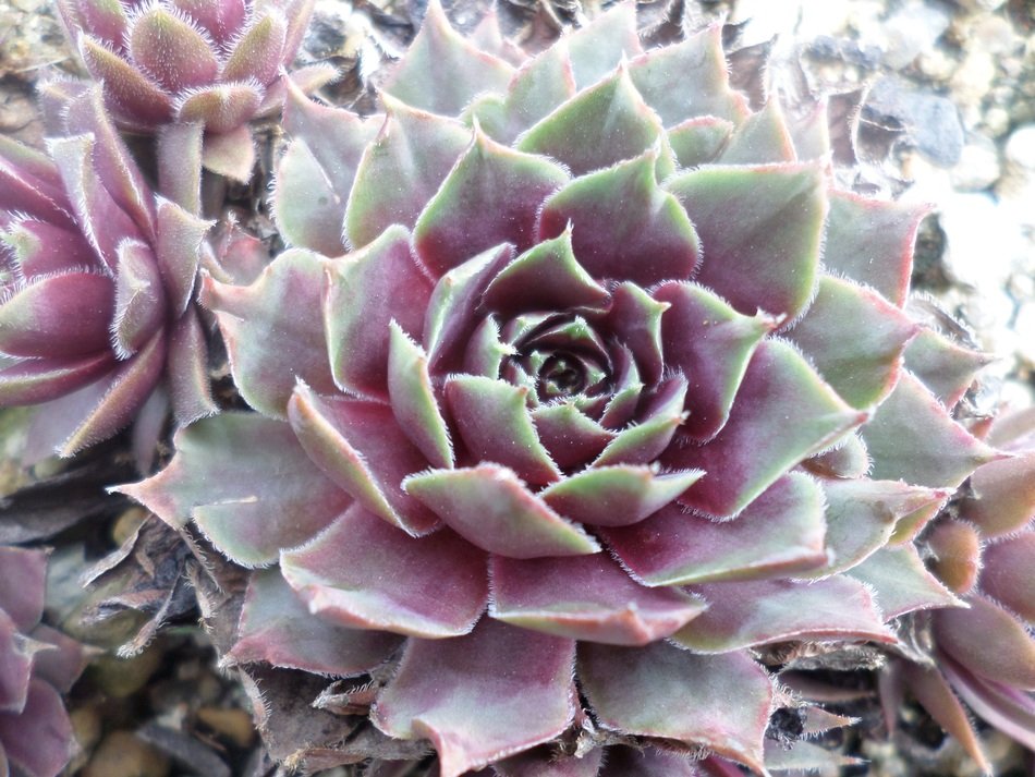 Beautiful purple and green succulent plants