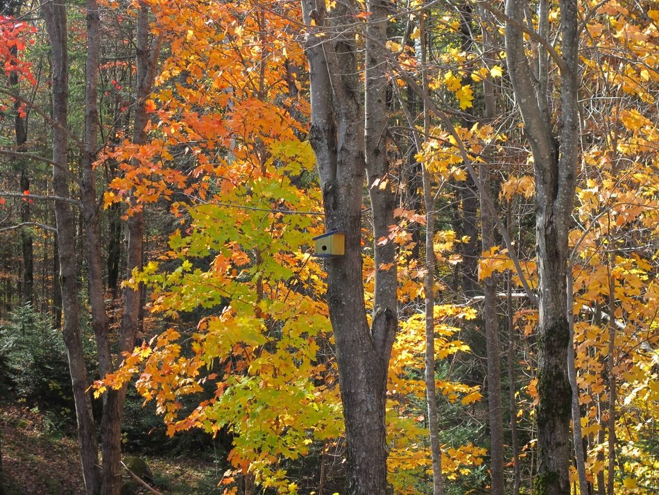 landscape in the forest with trees
