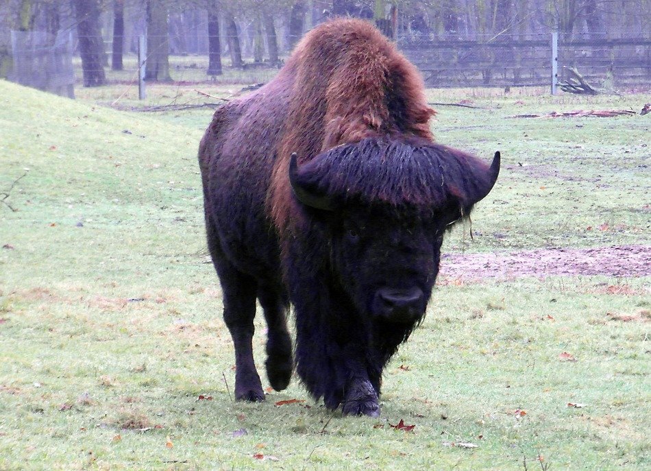 massive wisent walking on pasture in wildlife park