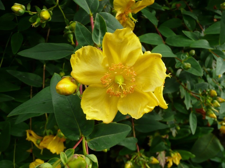 yellow flower on the street