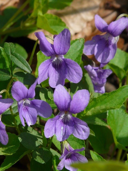 blue wild flowers amongst leaves