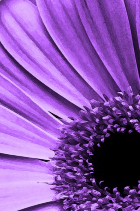 Purple petals of the flower