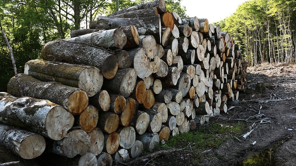 heap wood france cup sawn trees