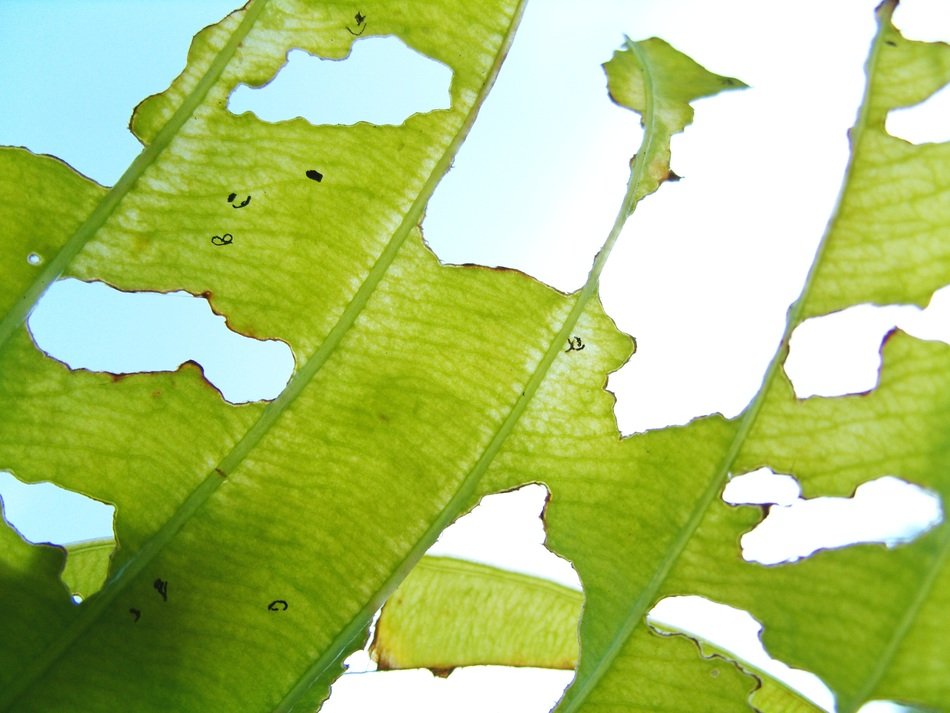 destroyed green leaf