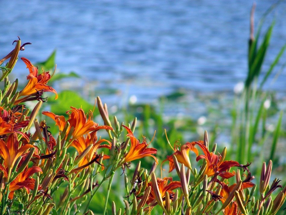 orange lily on a background of blue lake