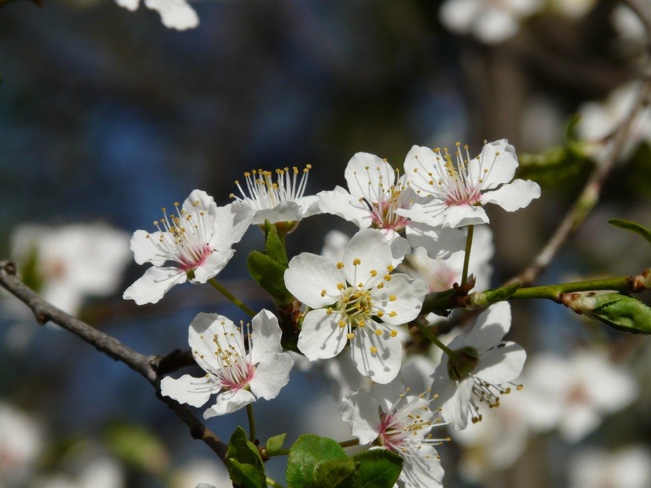 blooming wild plum closeup