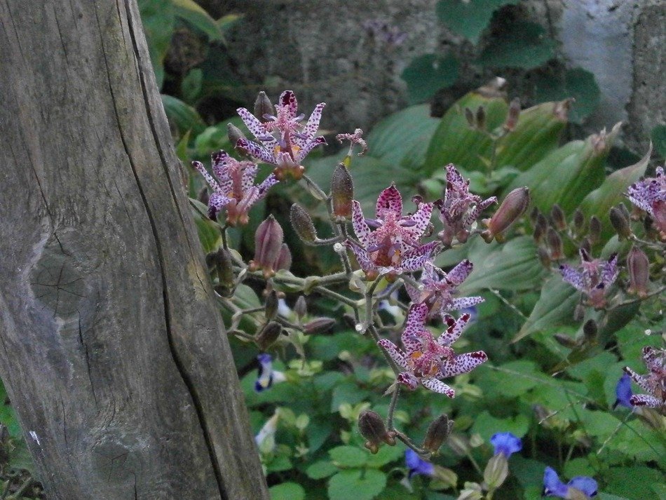 Tricyrtis, toad lilies blloming outdoor