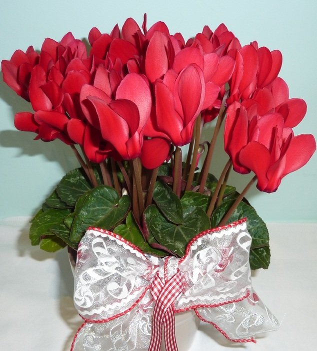 bouquet of red cyclamen