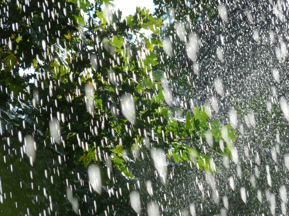 raindrops on a green tree background