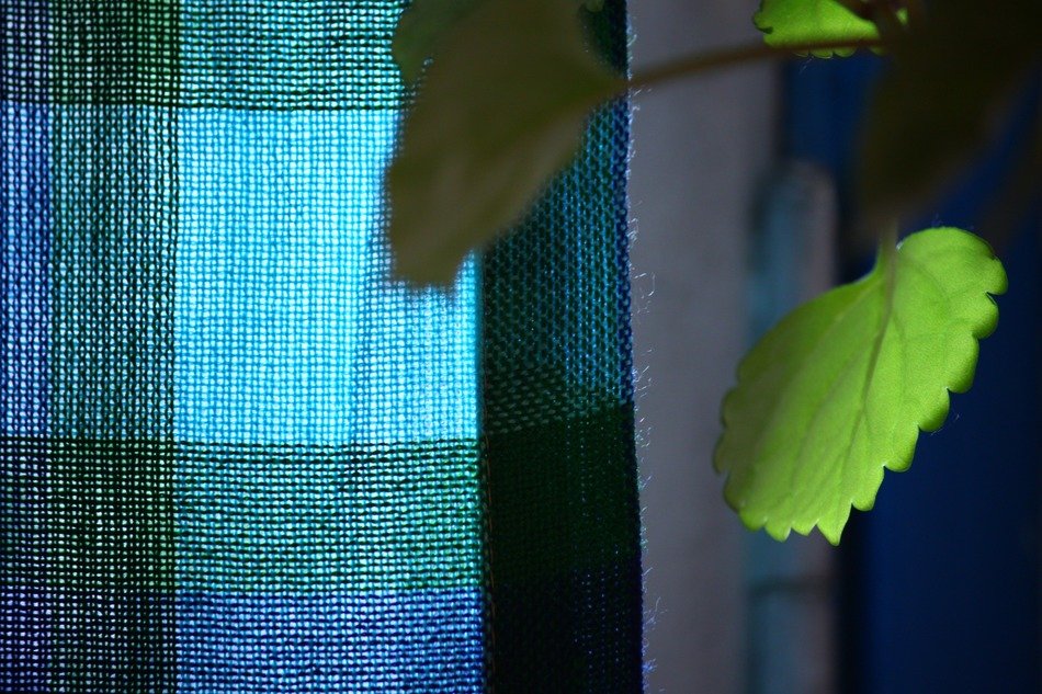 green plant on the window near the curtain