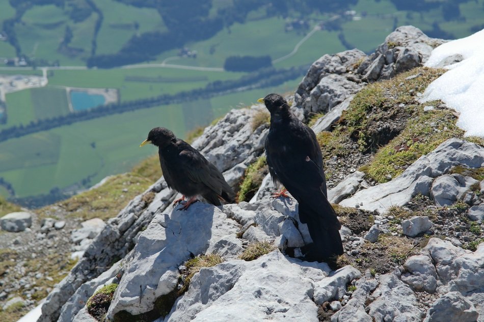 two jackdaws on top of the alps on a sunny day