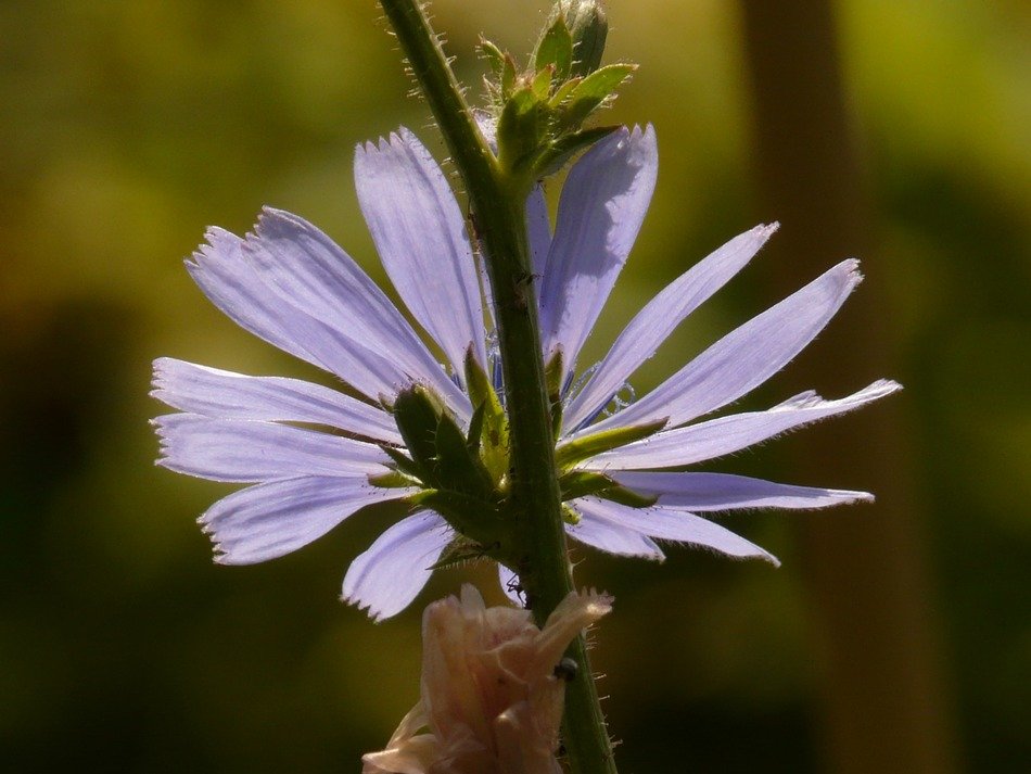 chicory flower with buds on the stem