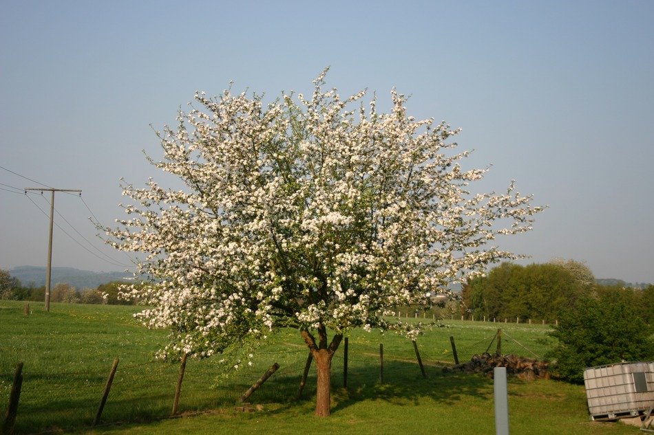 cherry blossoms near the fence