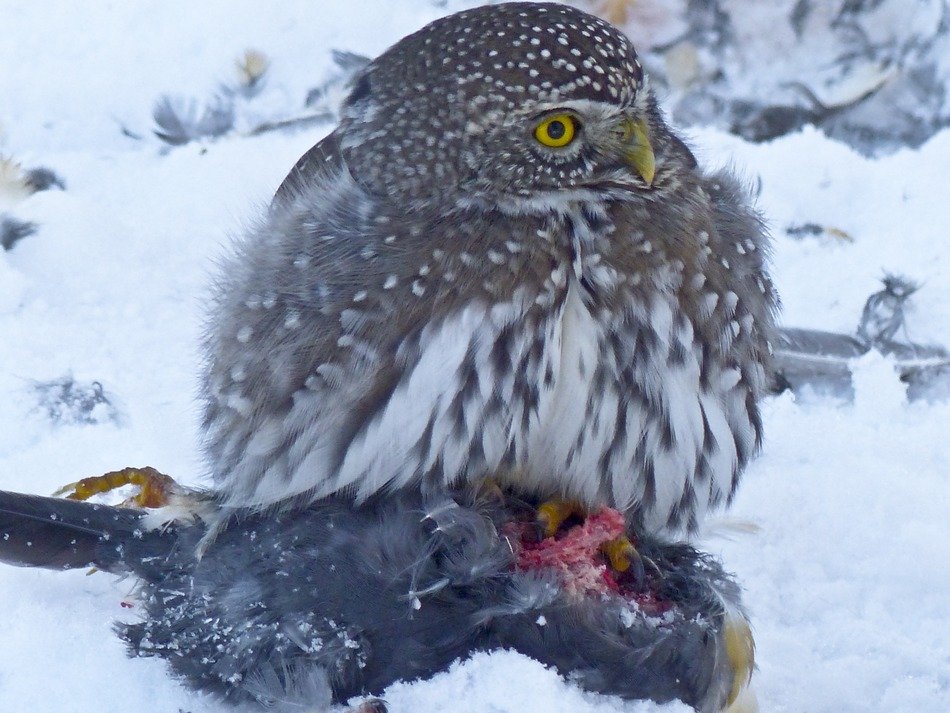 young bird of prey