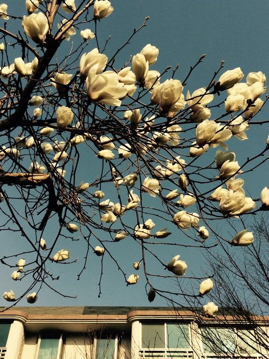 Magnolia near the house