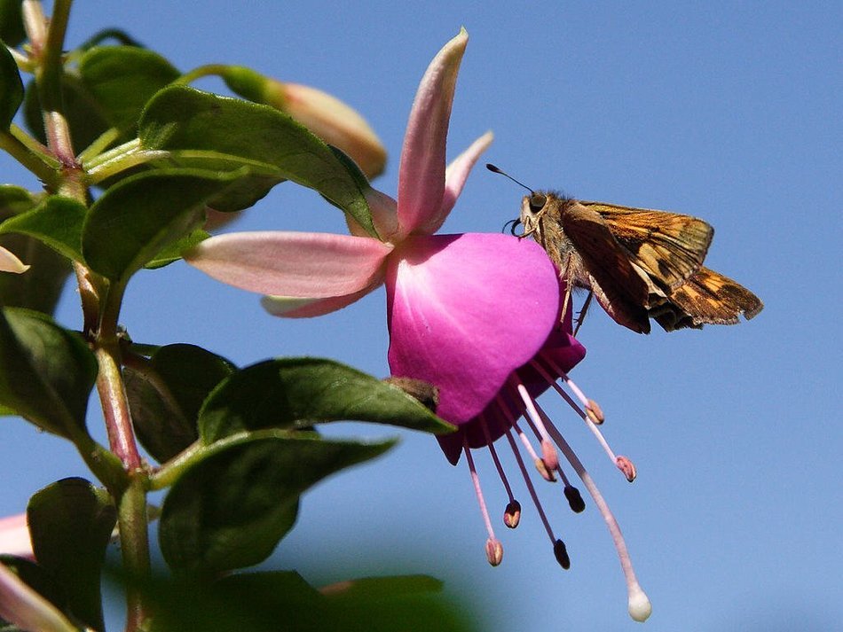 moth on the fuchsia flower on blurred background